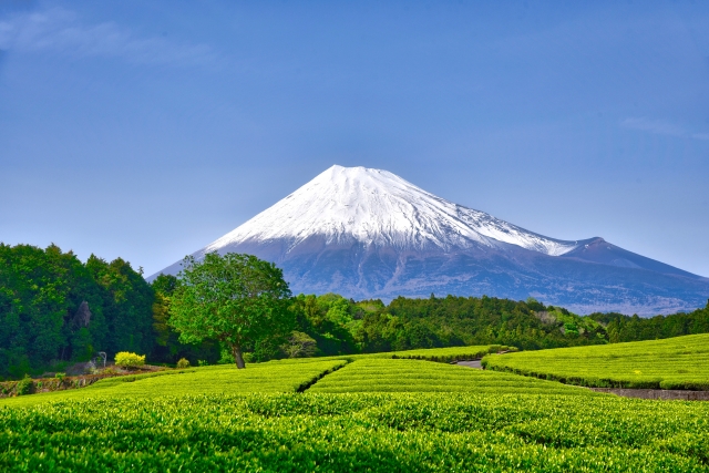 sizuokaken-inboundtisaku-1